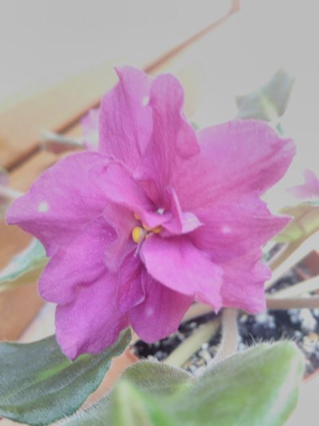 8 iunie 2019 - ZZZ_AE Armageddon