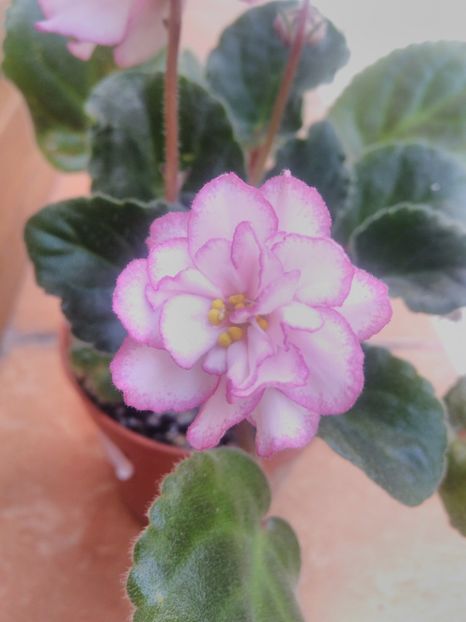 8 iunie 2019 - ZZZ___Ian Menuet