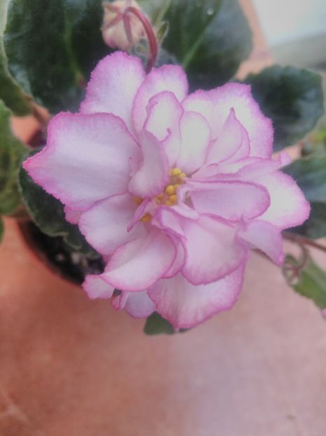 8 iunie 2019 - ZZZ___Ian Menuet