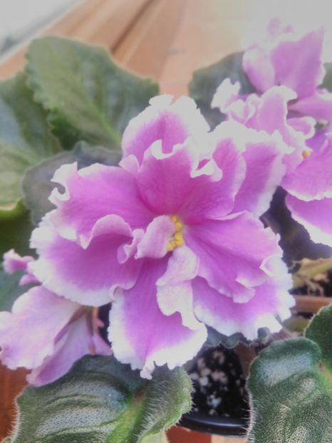 8 iunie 2019 - EK Russkaya Krasavitsa