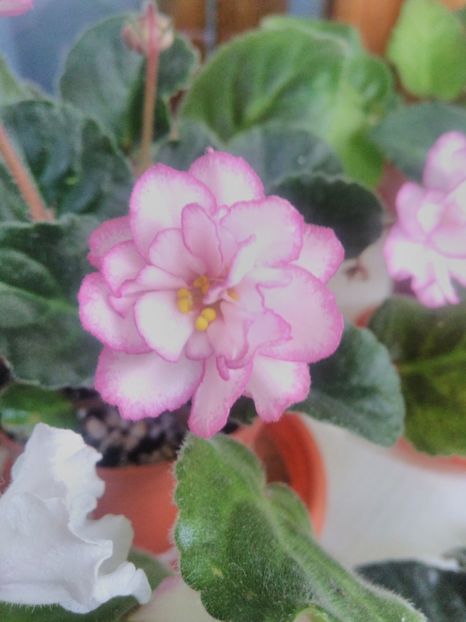 8 iunie 2019 - ZZZ___Ian Menuet