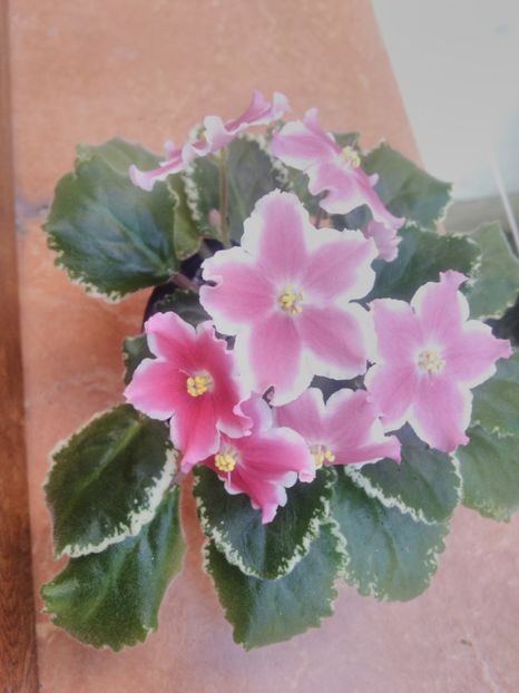 8 iunie 2019 - ZzZ_LE Karusel