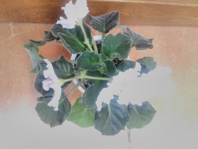 8 iunie 2019 - ZZZ_____RS Maiskyje Grozy