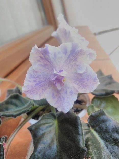 8 iunie 2019 - ZZZ_____RS Maiskyje Grozy