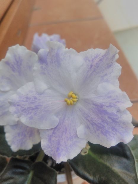 8 iunie 2019 - ZZZ_____RS Maiskyje Grozy