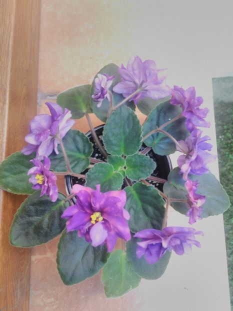 8 iunie 2019 - ZZZ_____AE Strelec Elit