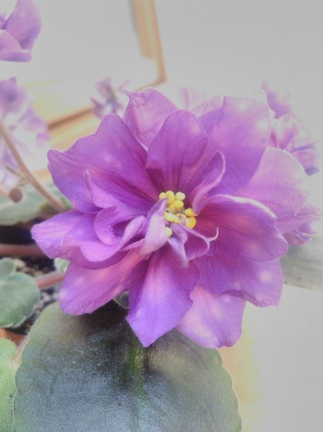 8 iunie 2019 - ZZZ_____AE Strelec Elit