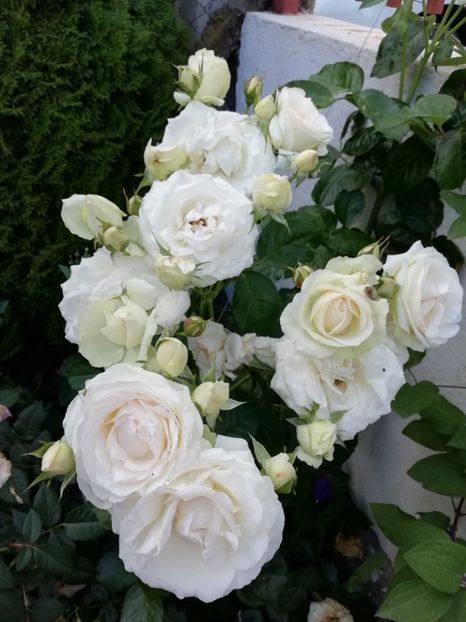 2019 - 8.06 - Palais royal