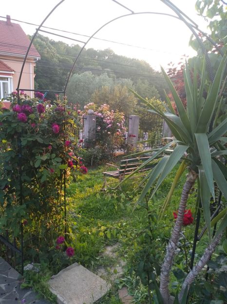  - Gradina iunie 2019