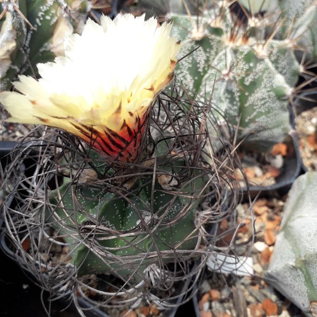 Astrophytum - Cactusi înfloriti 2019
