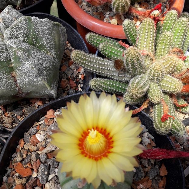 Astrophytum asterias - Cactusi înfloriti 2019