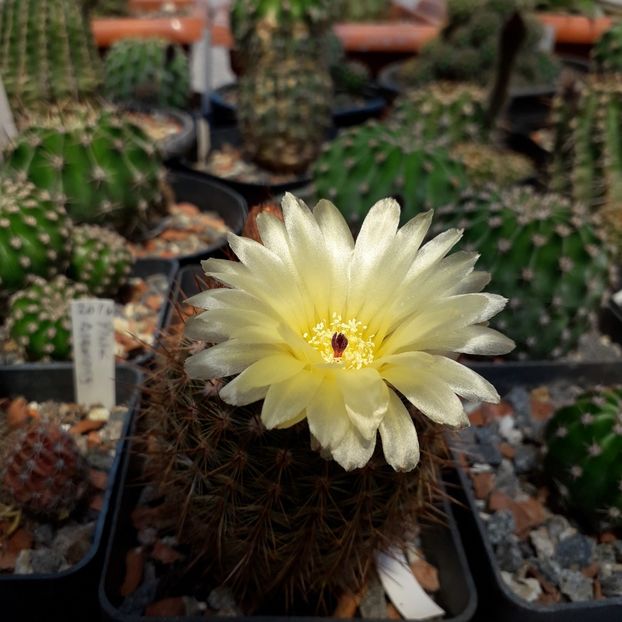 Notocactus schloserii - Cactusi înfloriti 2019