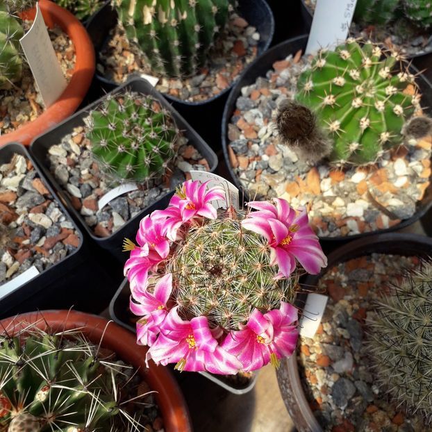 Mammillaria - Cactusi înfloriti 2019