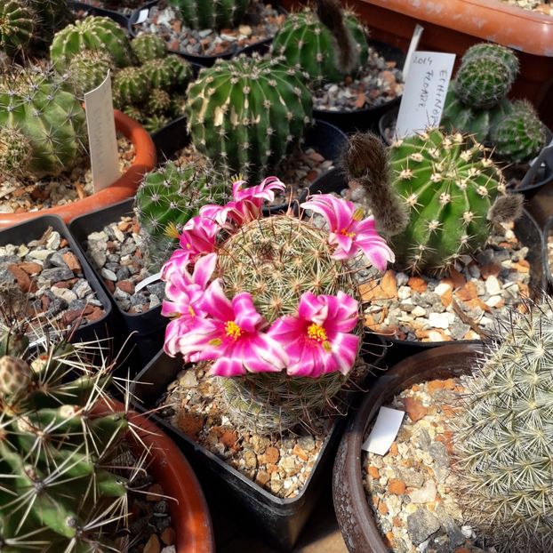 Mammillaria - Cactusi înfloriti 2019
