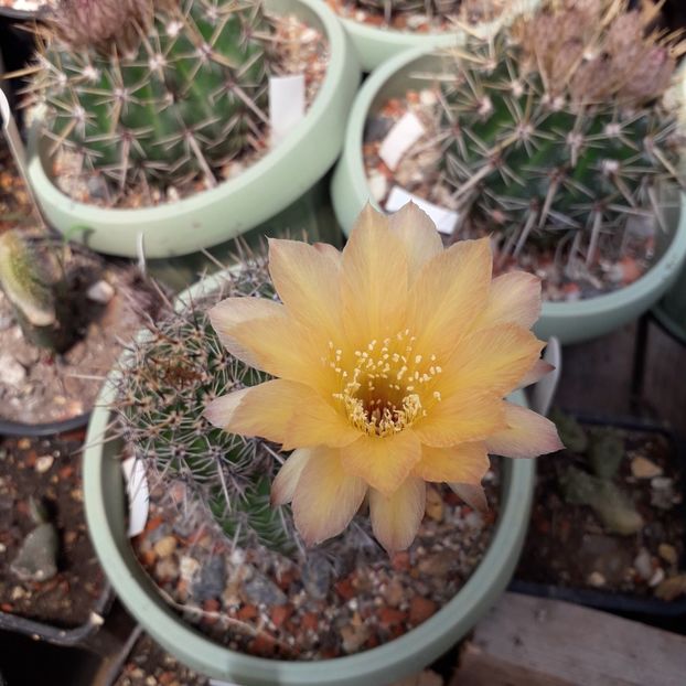 Pseudolobivia - Cactusi înfloriti 2019