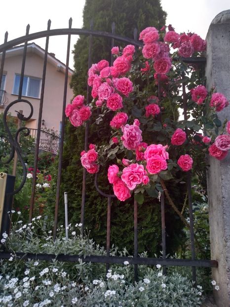  - Gradina iunie 2019