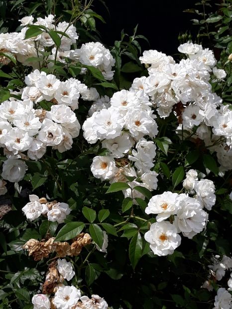  - Rose 2019