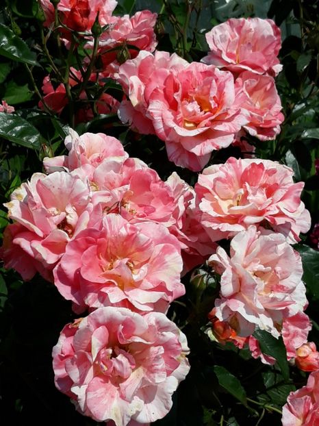  - Rose 2019
