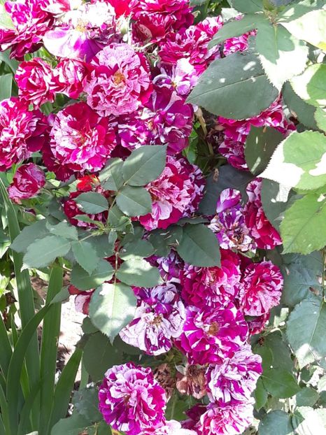  - Rose 2019