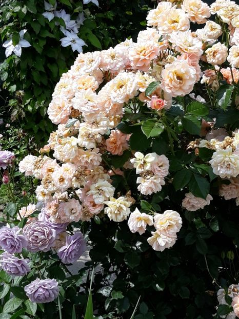  - Rose 2019