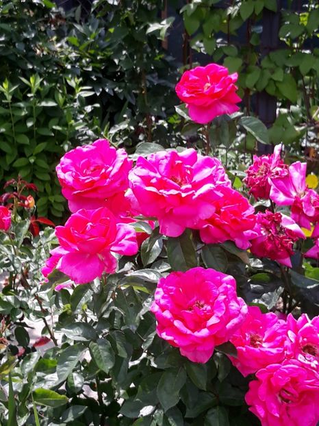  - Rose 2019