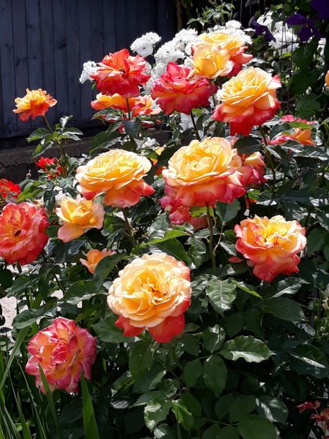  - Rose 2019