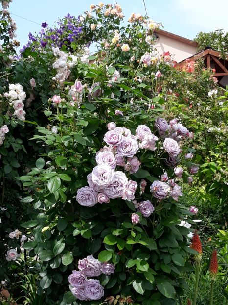  - Rose 2019