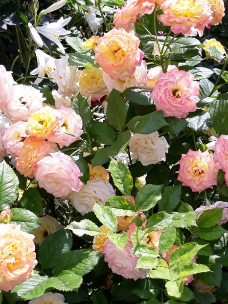  - Rose 2019