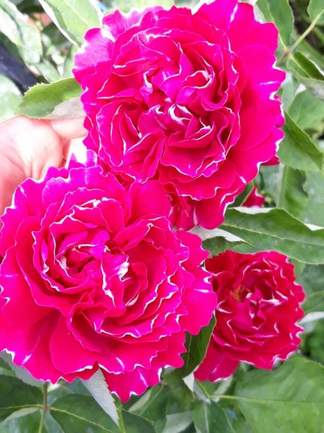  - Rose 2019