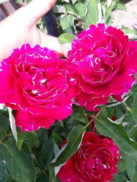  - Rose 2019