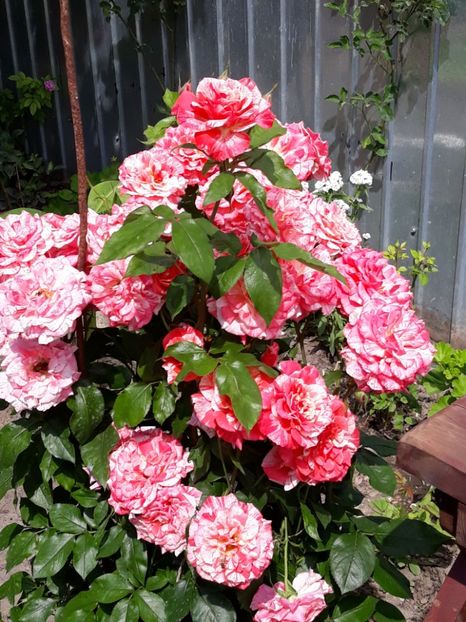  - Rose 2019