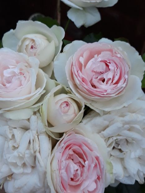  - Rose 2019