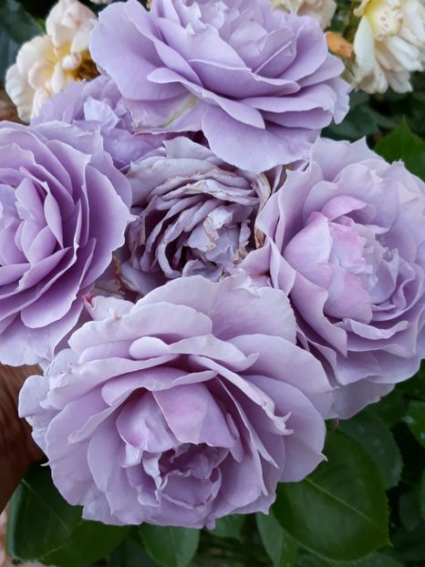  - Rose 2019