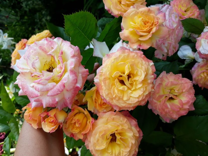  - Rose 2019