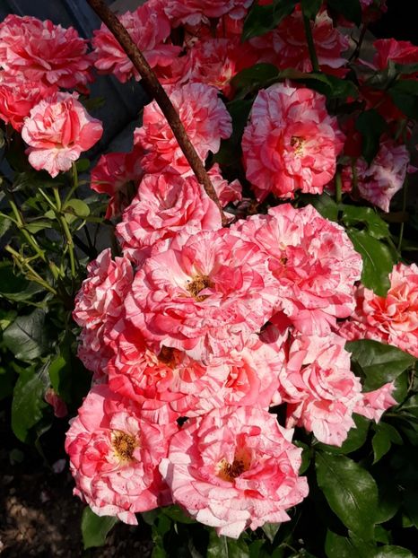  - Rose 2019