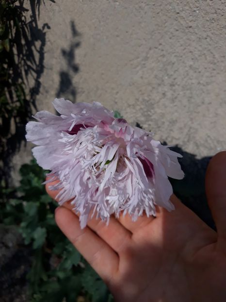  - Grădina 2019
