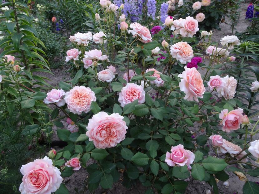  - Festival des Jardins de Chaumont