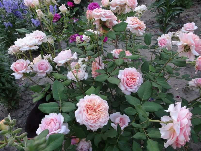  - Festival des Jardins de Chaumont