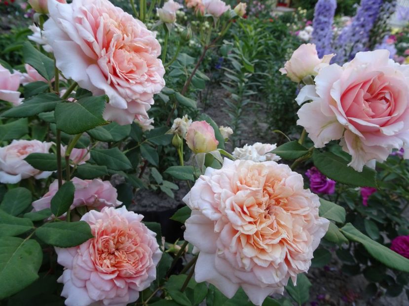  - Festival des Jardins de Chaumont