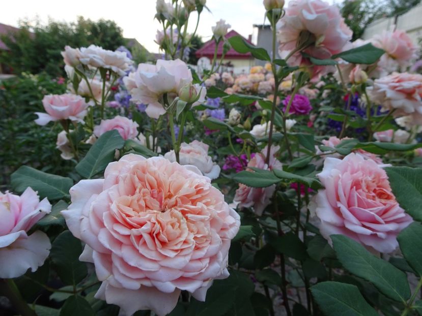  - Festival des Jardins de Chaumont