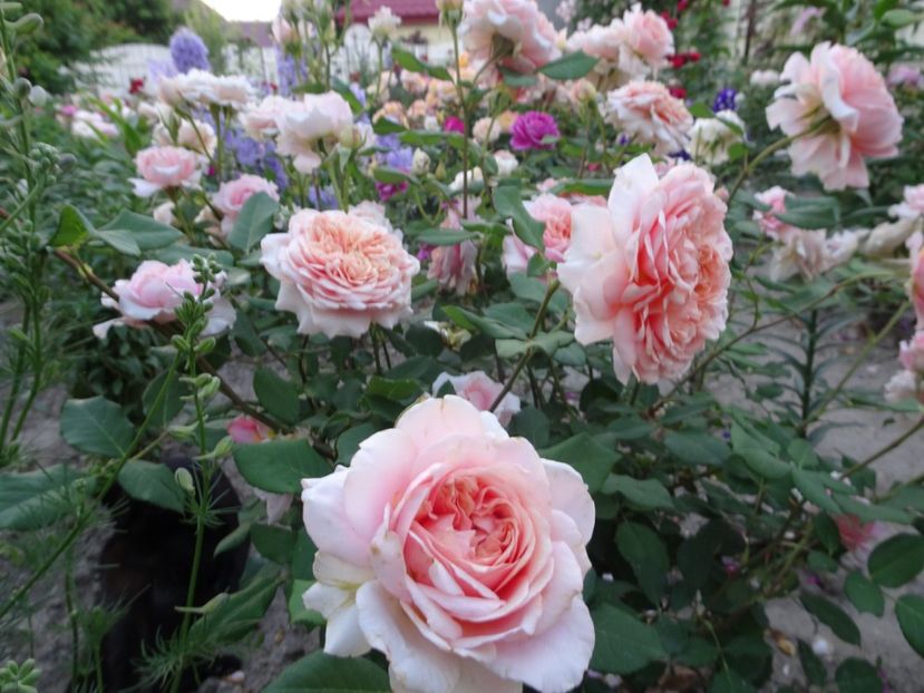  - Festival des Jardins de Chaumont