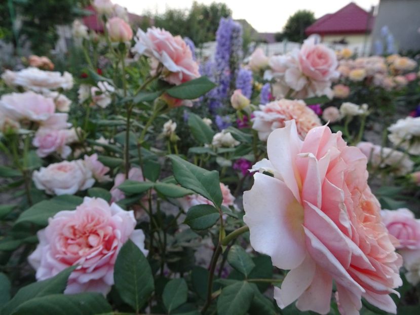  - Festival des Jardins de Chaumont