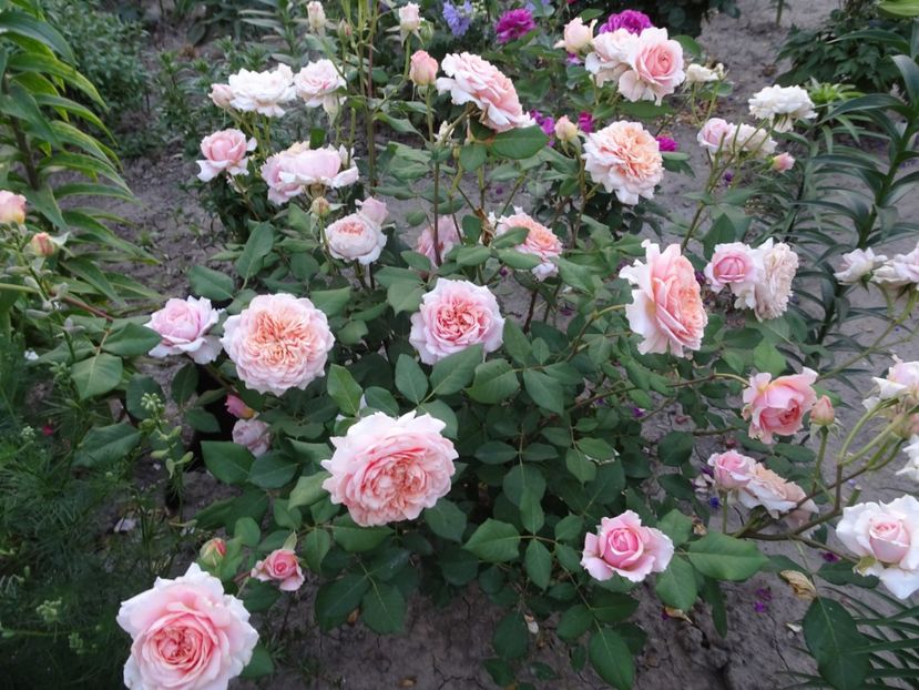  - Festival des Jardins de Chaumont