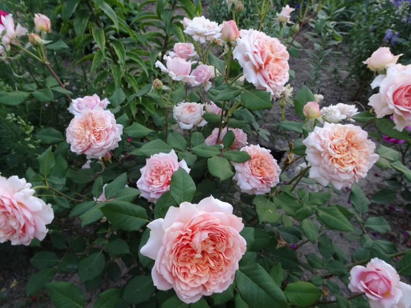  - Festival des Jardins de Chaumont