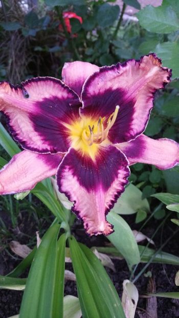  - Hemerocallis