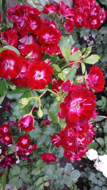  - Patrick Poivre d Arvor