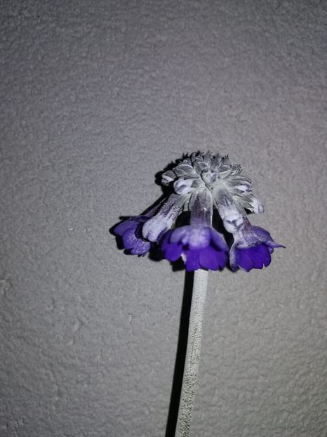 IMG-20190608-WA0002 - Primule deosebite