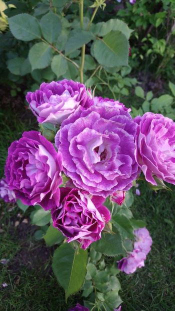  - Huddersfield Choral Society