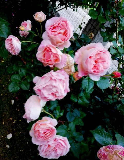  - Abraham Darby