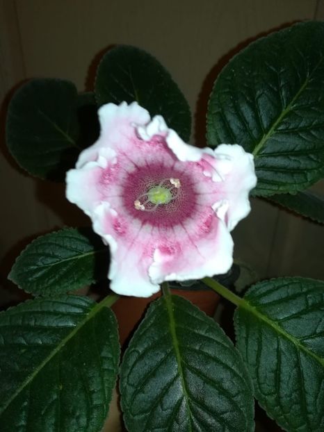 Tigriniana pink - Gloxinii